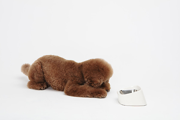 포토 JPG 스튜디오촬영 동물 한마리 반려견 실내 누끼 사람없음 옆모습 반려동물 귀여움 기다림 개 강아지 흰배경 푸들 밥그릇 반려 스탠다드푸들 국내포토 1 그릇 뷰포인트 백그라운드 컨셉 포유류 모션 내부 흰색 파일형식