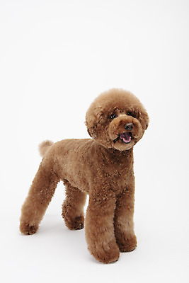 포토 JPG 스튜디오촬영 동물 한마리 반려견 실내 누끼 사람없음 옆모습 반려동물 귀여움 개 강아지 흰배경 푸들 반려 스탠다드푸들 국내포토 1 뷰포인트 백그라운드 컨셉 포유류 내부 흰색 파일형식