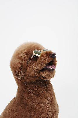 포토 JPG 스튜디오촬영 동물 한마리 반려견 실내 누끼 사람없음 옆모습 반려동물 선글라스 장난감 귀여움 개 강아지 흰배경 푸들 반려 스탠다드푸들 국내포토 1 안경 뷰포인트 백그라운드 컨셉 포유류 내부 흰색 파일형식