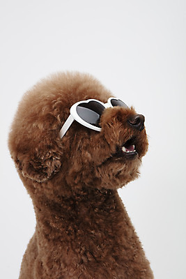 포토 JPG 스튜디오촬영 동물 한마리 반려견 실내 누끼 사람없음 옆모습 반려동물 선글라스 장난감 귀여움 개 강아지 흰배경 푸들 반려 스탠다드푸들 국내포토 1 안경 뷰포인트 백그라운드 컨셉 포유류 내부 흰색 파일형식