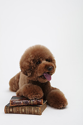 포토 JPG 스튜디오촬영 동물 한마리 반려견 실내 누끼 사람없음 앞모습 책 반려동물 귀여움 개 강아지 흰배경 푸들 반려 스탠다드푸들 국내포토 1 뷰포인트 백그라운드 컨셉 포유류 내부 흰색 파일형식