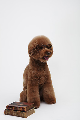 포토 JPG 스튜디오촬영 동물 한마리 반려견 안경 실내 누끼 사람없음 앞모습 책 반려동물 귀여움 개 강아지 흰배경 푸들 반려 스탠다드푸들 국내포토 1 잡화 뷰포인트 백그라운드 컨셉 포유류 내부 흰색 파일형식