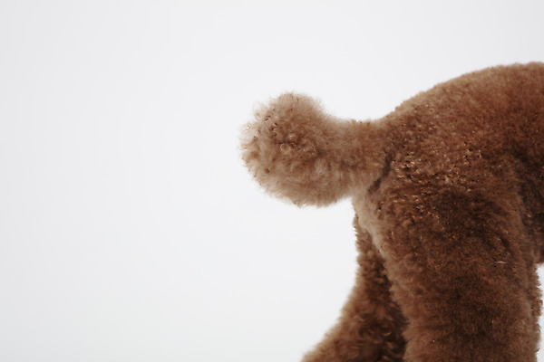 포토 JPG 스튜디오촬영 동물 한마리 반려견 실내 누끼 근접촬영 사람없음 옆모습 반려동물 귀여움 개 강아지 흰배경 꼬리 푸들 반려 스탠다드푸들 국내포토 1 뷰포인트 백그라운드 컨셉 포유류 내부 흰색 파일형식