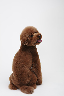 포토 JPG 스튜디오촬영 동물 한마리 반려견 실내 누끼 사람없음 옆모습 뒷모습 반려동물 귀여움 개 강아지 흰배경 푸들 반려 스탠다드푸들 국내포토 1 뷰포인트 백그라운드 컨셉 포유류 내부 흰색 파일형식
