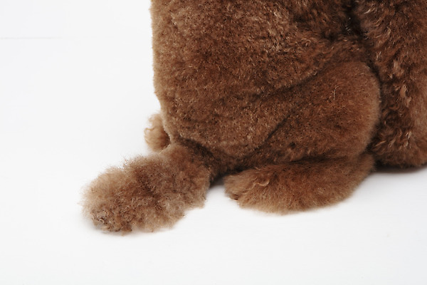 포토 JPG 스튜디오촬영 동물 한마리 반려견 실내 누끼 근접촬영 사람없음 옆모습 반려동물 귀여움 개 강아지 흰배경 꼬리 푸들 반려 스탠다드푸들 국내포토 1 뷰포인트 백그라운드 컨셉 포유류 내부 흰색 파일형식