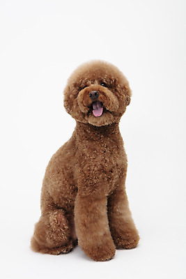 포토 JPG 스튜디오촬영 동물 한마리 반려견 실내 누끼 사람없음 옆모습 반려동물 귀여움 개 강아지 흰배경 푸들 반려 스탠다드푸들 국내포토 1 뷰포인트 백그라운드 컨셉 포유류 내부 흰색 파일형식