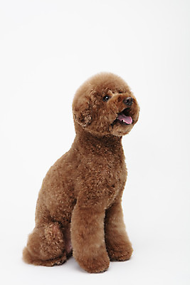 포토 JPG 스튜디오촬영 동물 한마리 반려견 실내 누끼 사람없음 앞모습 반려동물 귀여움 개 강아지 흰배경 푸들 반려 스탠다드푸들 국내포토 1 뷰포인트 백그라운드 컨셉 포유류 내부 흰색 파일형식