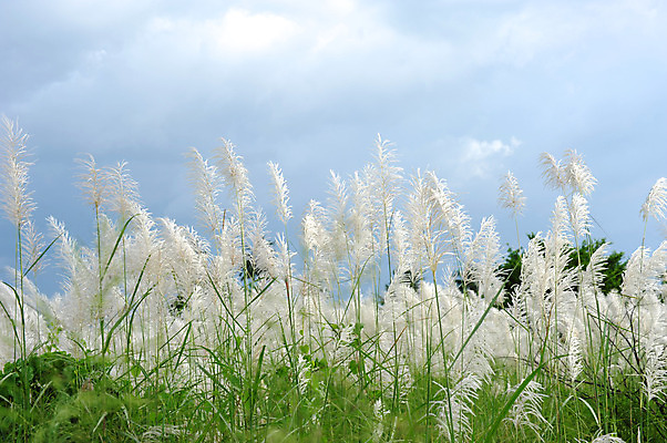 포토 JPG 해외이미지 식물 자연 하늘 사람없음 야외 환경 흰색 농촌 모래언덕 해외202004 해외포토 컬러 시골 언덕 생태계 파일형식