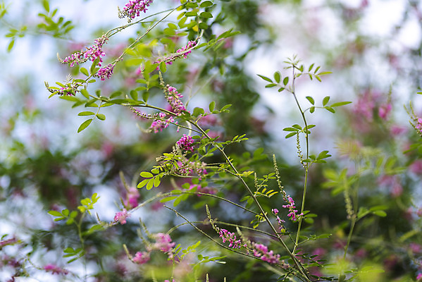 포토 JPG 주간 풍경 사람없음 야외 아웃포커스 여름 맑음 여름풍경 힐링 낭아초 국내포토 자연요소 식물 계절 날씨 촬영기법 파일형식 여름_계절