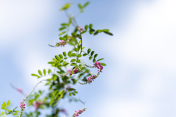 포토 JPG 주간 하늘 풍경 근접촬영 사람없음 야외 아웃포커스 여름 맑음 여름풍경 힐링 낭아초 국내포토 자연요소 식물 계절 뷰포인트 날씨 촬영기법 파일형식 여름_계절