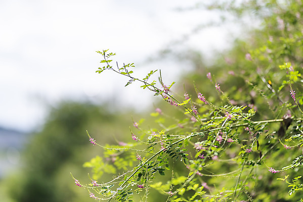 포토 JPG 주간 풍경 근접촬영 사람없음 야외 아웃포커스 여름 맑음 여름풍경 힐링 낭아초 국내포토 자연요소 식물 계절 뷰포인트 날씨 촬영기법 파일형식 여름_계절