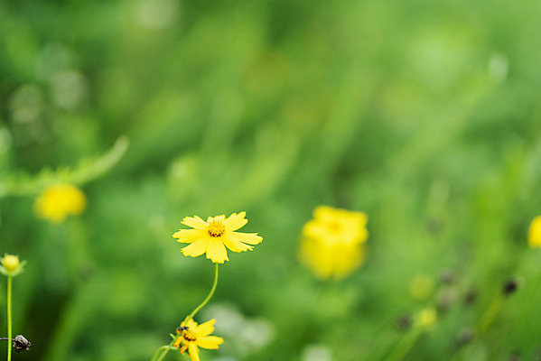 포토 JPG 주간 공원 꽃 풍경 근접촬영 사람없음 야외 아웃포커스 여름 맑음 여름풍경 풀 힐링 화단 금계국 국내포토 자연요소 식물 계절 공공시설 뷰포인트 날씨 촬영기법 파일형식 여름_계절