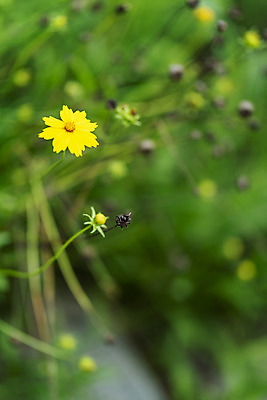포토 JPG 주간 공원 꽃 풍경 근접촬영 사람없음 야외 아웃포커스 여름 맑음 여름풍경 풀 힐링 화단 금계국 국내포토 자연요소 식물 계절 공공시설 뷰포인트 날씨 촬영기법 파일형식 여름_계절