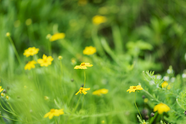 포토 JPG 주간 공원 꽃 풍경 근접촬영 사람없음 야외 아웃포커스 여름 맑음 여름풍경 풀 힐링 화단 금계국 국내포토 자연요소 식물 계절 공공시설 뷰포인트 날씨 촬영기법 파일형식 여름_계절