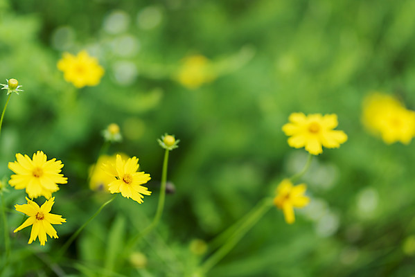 포토 JPG 주간 공원 꽃 풍경 근접촬영 사람없음 야외 아웃포커스 여름 맑음 여름풍경 풀 힐링 화단 금계국 국내포토 자연요소 식물 계절 공공시설 뷰포인트 날씨 촬영기법 파일형식 여름_계절