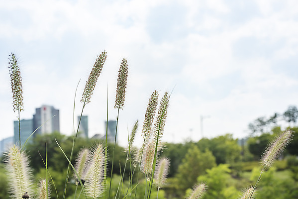 포토 JPG 주간 구름 공원 하늘 풍경 사람없음 야외 아웃포커스 여름 맑음 여름풍경 풀 힐링 강아지풀 국내포토 자연요소 식물 계절 공공시설 날씨 촬영기법 한해살이풀 파일형식 여름_계절