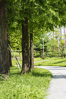 포토 JPG 주간 나무 공원 풍경 사람없음 야외 여름 맑음 여름풍경 산책로 풀 힐링 국내포토 자연요소 식물 계절 공공시설 길 날씨 파일형식 여름_계절