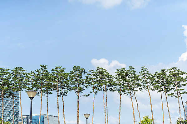 포토 JPG 주간 나무 구름 하늘 풍경 사람없음 야외 여름 맑음 여름풍경 전봇대 힐링 국내포토 자연요소 식물 계절 공공시설 날씨 파일형식 여름_계절