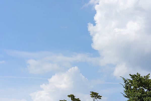 포토 JPG 주간 나무 구름 하늘 풍경 사람없음 야외 여름 맑음 여름풍경 힐링 국내포토 자연요소 식물 계절 날씨 파일형식 여름_계절