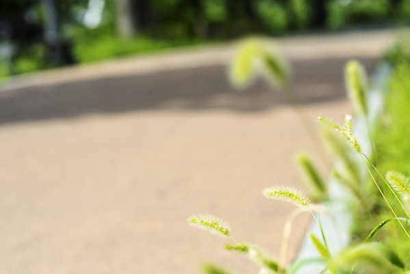포토 JPG 주간 공원 풍경 근접촬영 사람없음 야외 아웃포커스 여름 맑음 여름풍경 힐링 강아지풀 국내포토 자연요소 식물 계절 공공시설 뷰포인트 날씨 촬영기법 한해살이풀 파일형식 여름_계절
