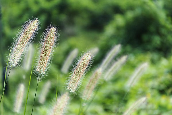 포토 JPG 주간 풍경 근접촬영 사람없음 야외 아웃포커스 여름 맑음 여름풍경 힐링 강아지풀 국내포토 자연요소 식물 계절 뷰포인트 날씨 촬영기법 한해살이풀 파일형식 여름_계절
