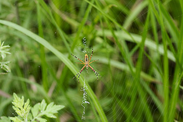 포토 JPG 주간 풍경 근접촬영 사람없음 야외 아웃포커스 여름 맑음 여름풍경 거미줄 힐링 거미 국내포토 자연요소 계절 뷰포인트 곤충 날씨 촬영기법 파일형식 여름_계절