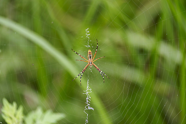 포토 JPG 주간 풍경 근접촬영 사람없음 야외 아웃포커스 여름 맑음 여름풍경 거미줄 힐링 거미 국내포토 자연요소 계절 뷰포인트 곤충 날씨 촬영기법 파일형식 여름_계절
