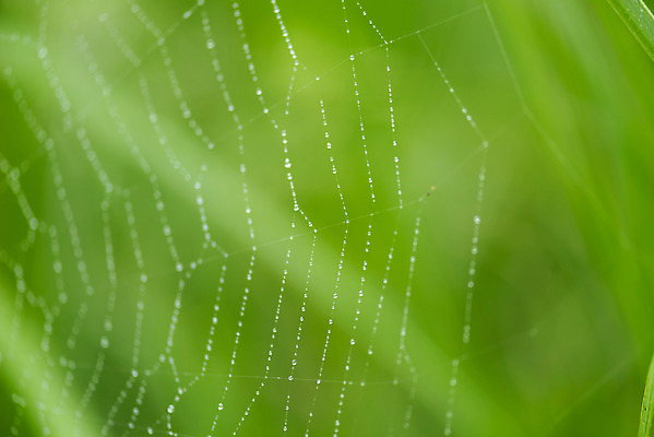포토 JPG 주간 풍경 근접촬영 사람없음 야외 아웃포커스 여름 맑음 여름풍경 이슬 거미줄 빗방울 힐링 국내포토 자연요소 계절 뷰포인트 날씨 촬영기법 비_날씨 파일형식 여름_계절