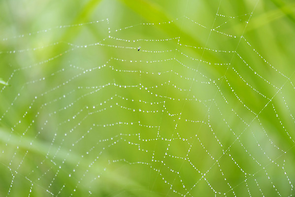 포토 JPG 주간 풍경 근접촬영 사람없음 야외 아웃포커스 여름 맑음 여름풍경 이슬 거미줄 빗방울 힐링 국내포토 자연요소 계절 뷰포인트 날씨 촬영기법 비_날씨 파일형식 여름_계절