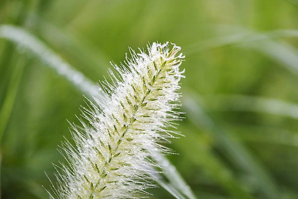 포토 JPG 주간 풍경 근접촬영 사람없음 야외 아웃포커스 여름 맑음 여름풍경 이슬 힐링 강아지풀 국내포토 자연요소 식물 계절 뷰포인트 날씨 촬영기법 한해살이풀 파일형식 여름_계절