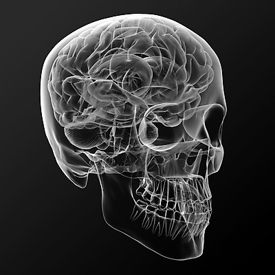 포토 JPG 해외이미지 모델 과학 신체 일러스트 해부 상상 뼈 골격 엑스레이 창조 사람 사람없음 파란색 약 머리 3D 광선 마음 투명 오르간 뇌 광 지능 해골모형 해외202004 해외포토 컬러 의학 신체부위 모형 건반악기 디지털합성 파일형식