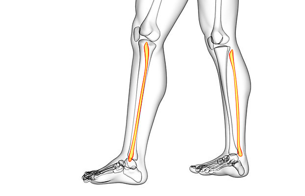 포토 JPG 해외이미지 부분 뼈 골격 엑스레이 건강 사람 사람없음 3D 해외202004 해외포토 의학 디지털합성 파일형식