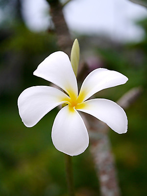 포토 JPG 해외이미지 식물 계절 꽃잎 꽃 선 백그라운드 태국 자연 휴가 동양인 사람없음 노란색 정원 스파 벚꽃 흰색 개화 다발 휴양지 향기 발리 태평양 파라다이스 스타일 해외202004 해외포토 아시아 바다 컬러 섬 인종 장소 생태계 냄새 인도네시아 파일형식