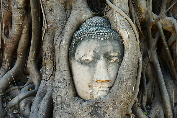 포토 JPG 해외이미지 나무 건축물 아시아 종교 전통문화 얼굴 조각 여행 곡선 불교 포옹 태국 휴가 사람없음 관광지 조각상 머리 골동품 사찰 원형 영혼 명상 뿌리 과거 사암 천연기념물 인도차이나반도 해외202004 해외포토 도형 식물 전통 건축 나라 문화 선 컨셉 종교건축 안기 신체부위 조형물 돌_바위 파일형식