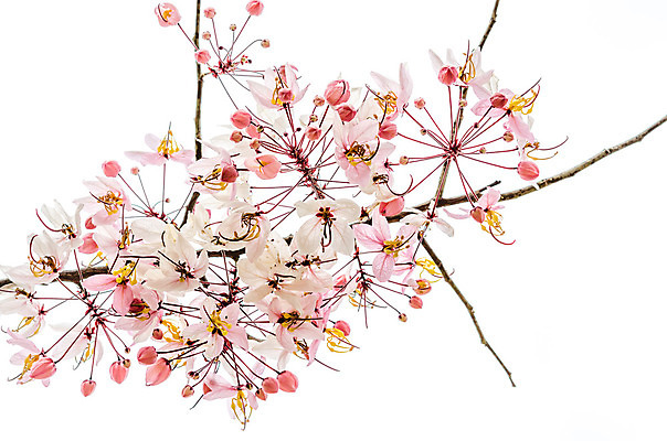 포토 JPG 해외이미지 나무 식물 계절 꽃잎 꽃 분홍색 꽃무늬 자연 사람없음 야외 여름 빛 정원 봄 성장 벚꽃 흰색 나뭇가지 신선 개화 묘사 원예 자두 내추럴 해외202004 해외포토 컬러 무늬 과일 취미 생태계 파일형식