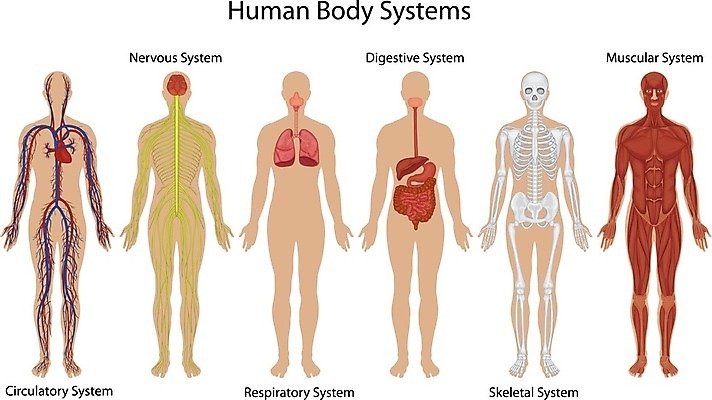EPS 해외이미지 여자 남자 과학 신체 일러스트 해부 근육 뼈 골격 건강 사람 약 하트 입 네트워크 혈액 오르간 신장 허파 호흡기관 불안 뇌 순환 간 근육질 윤곽 시스템 동맥 정맥 바비큐립 해골모형 해외202004 해외일러스트 모양 감정 의학 모션 신체부위 모형 장기_의학 건반악기 비뇨기관 바비큐 몸매 혈관 파일형식 벡터