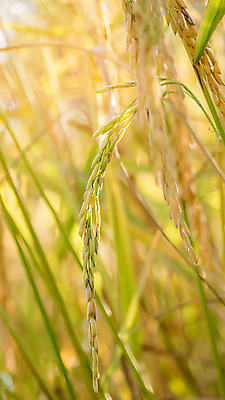 포토 JPG 해외이미지 농업 자연 풍경 사람없음 야외 농작물 농장 수확 추수 가을 논밭 밭일 해외202004 해외포토 계절 산업 밭 논 생태계 파일형식