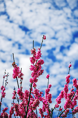 포토 JPG 해외이미지 식물 꽃잎 꽃 백그라운드 잎 꽃무늬 자연 풍경 사람없음 야외 초록색 컬러풀 정원 봄 벚꽃 닫기 작음 큼 내추럴 강렬 해외202004 해외포토 계절 컬러 무늬 모션 크기 생태계 파일형식