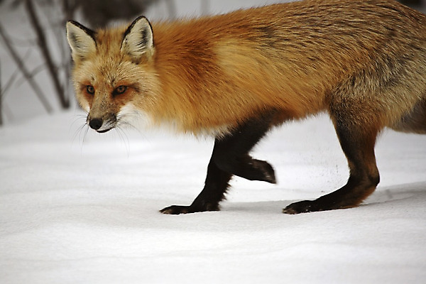 포토 JPG 해외이미지 주간 한마리 야생동물 사람없음 야외 걷기 눈 여우 해외202004 해외포토 자연요소 동물 1 포유류 모션 날씨 파일형식