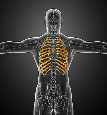 포토 JPG 해외이미지 해부 뼈 골격 사람 사람없음 오르간 흉부 가슴 척추 새장 갈비뼈 궤 연골 해외202004 해외포토 의학 신체부위 건반악기 호흡기관 케이지 파일형식