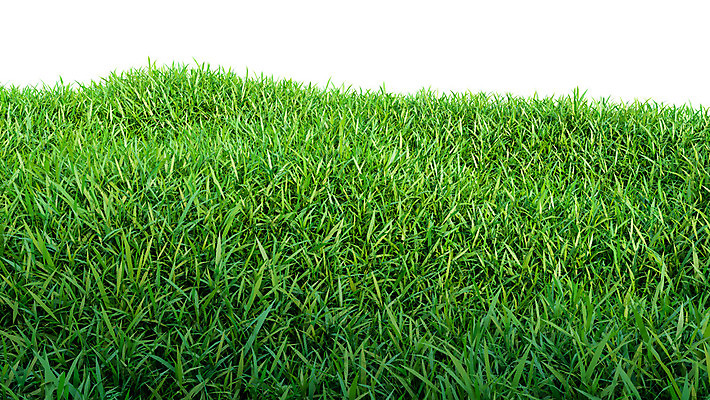 포토 JPG 해외이미지 식물 풍경 잔디 초원 사람없음 야외 초록색 봄 해외202004 해외포토 계절 컬러 파일형식