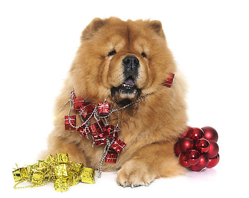포토 JPG 해외이미지 동물 컨셉 크리스마스 털 선물 사람없음 반려동물 갈색 장식볼 개 오브젝트 흰배경 솜털 이벤트의상 차우차우 해외202004 해외포토 옷 기념일 컬러 백그라운드 포유류 장식 흰색 파일형식