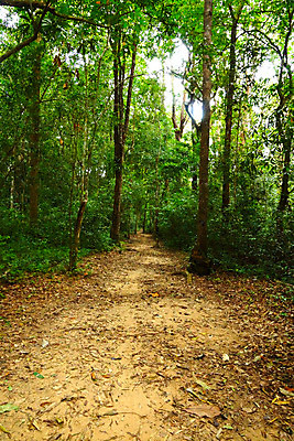 포토 JPG 해외이미지 나무 식물 계절 공원 도로 길 선 여행 백그라운드 잎 자연 거리 그림자 풍경 사람없음 야외 초록색 환경 산책 시골 신선 숲 아스팔트 땅 장면 내추럴 방법 해외202004 해외포토 공공시설 컬러 교통시설 휴식 생태계 파일형식