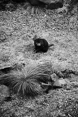 포토 JPG 해외이미지 동물 사람없음 호주 주머니곰 해외202004 해외포토 포유류 오세아니아 파일형식