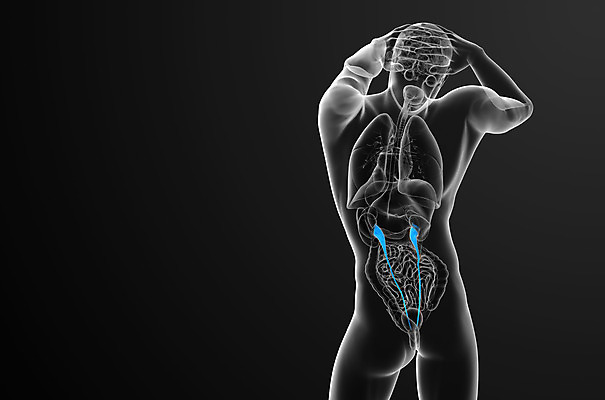 포토 JPG 해외이미지 해부 엑스레이 건강 사람 사람없음 3D 오르간 신장 생물학 해외202004 해외포토 교육 의학 건반악기 비뇨기관 디지털합성 파일형식