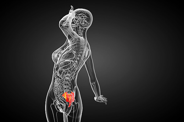 포토 JPG 해외이미지 해부 뼈 골격 사람 사람없음 기둥 척추 해외202004 해외포토 건축 의학 파일형식