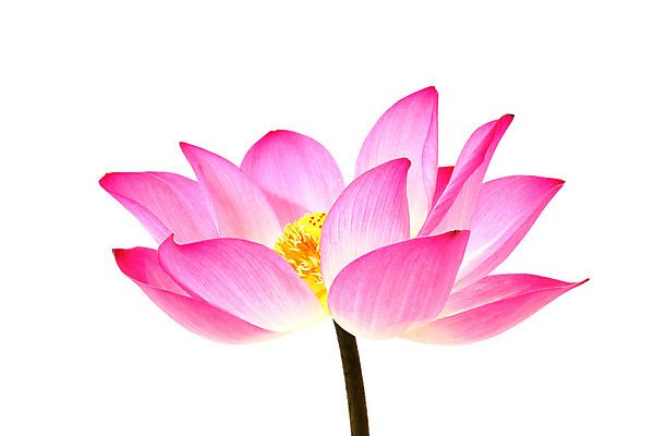 포토 JPG 해외이미지 식물 꽃잎 꽃 아시아 호수 줄기 분홍색 잎 연꽃 동양인 풍경 사람없음 초록색 정원 중국 어둠 고요 봄 벚꽃 백합 관목 수련 순수 생물학 향기 베트남 신성 동쪽 거인 내추럴 패드 이국적 해외202004 해외포토 나무 계절 교육 나라 컬러 컨셉 인종 동남아시아 방향 냄새 파일형식 사람