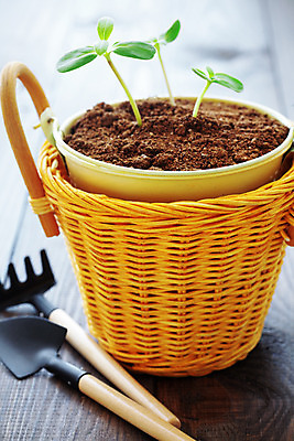 포토 JPG 해외이미지 나무 식물 줄기 잎 건강 취미 사람없음 새싹 정원 항아리 삽 오브젝트 원예 먼지 정원가꾸기 모종 정물화 취급주의 해외202004 해외포토 경고 도자기 그림 파일형식