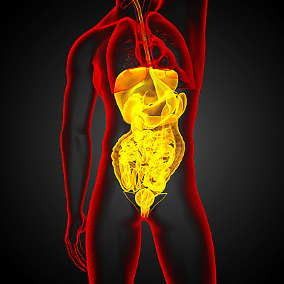 포토 JPG 해외이미지 해부 사람 사람없음 고통 하트 신장 간 암 방광 췌장 지라 해외202004 해외포토 모양 감정 의학 장기_의학 비뇨기관 질병 파일형식