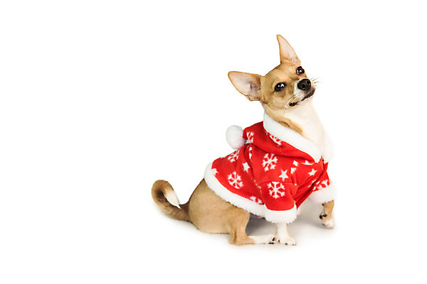 포토 JPG 해외이미지 한마리 컨셉 크리스마스 산타옷 사람없음 반려동물 축제 재킷 축하 개 강아지 흰배경 치와와 이벤트의상 해외202004 해외포토 동물 1 옷 기념일 백그라운드 포유류 외투 흰색 파일형식